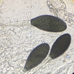 Podospora decipiens