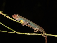 Anolis barkeri