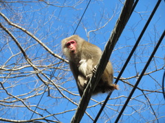 Macaca fuscata fuscata