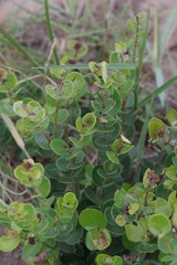 Eugenia capensis
