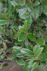 Diospyros scabrida