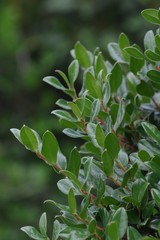 Diospyros scabrida