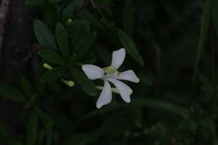 Turraea obtusifolia