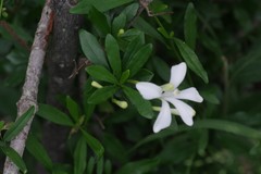 Turraea obtusifolia