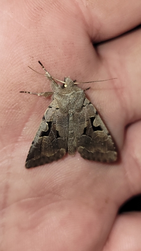 Hebrew Character