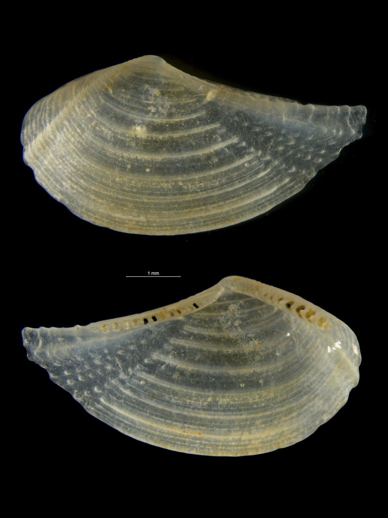Costatoleda