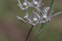 Asclepias navicularis