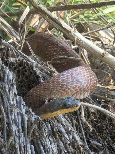 Puffing Snake
