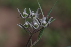 Asclepias navicularis