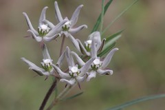 Asclepias navicularis