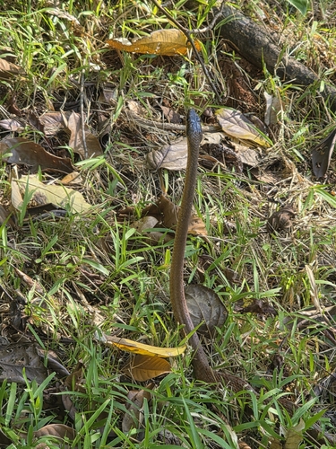 Puffing Snake