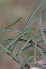 Asclepias navicularis