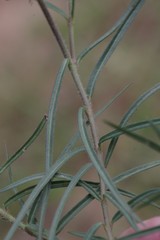Asclepias navicularis