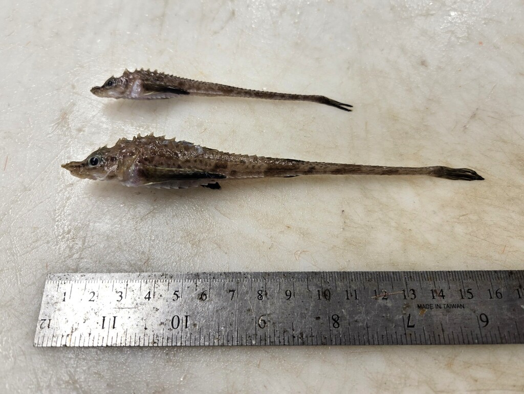 Atlantic poacher (Leptagonus decagonus) — Agonidae