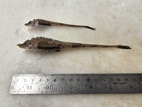 Atlantic poacher (Leptagonus decagonus) — Agonidae
