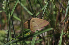 Rhodostrophia calabra