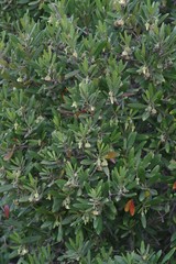 Diospyros dichrophylla