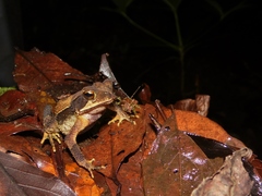 Incilius cavifrons