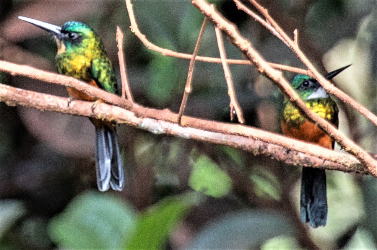 Green-tailed Jacamar illustration