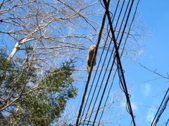 Macaca fuscata fuscata