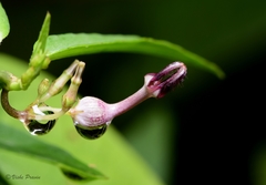 Ceropegia bulbosa lushii