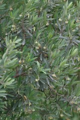 Diospyros dichrophylla
