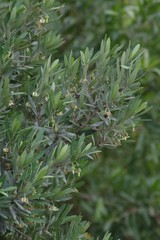 Diospyros dichrophylla