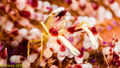 Allopontonia brockii