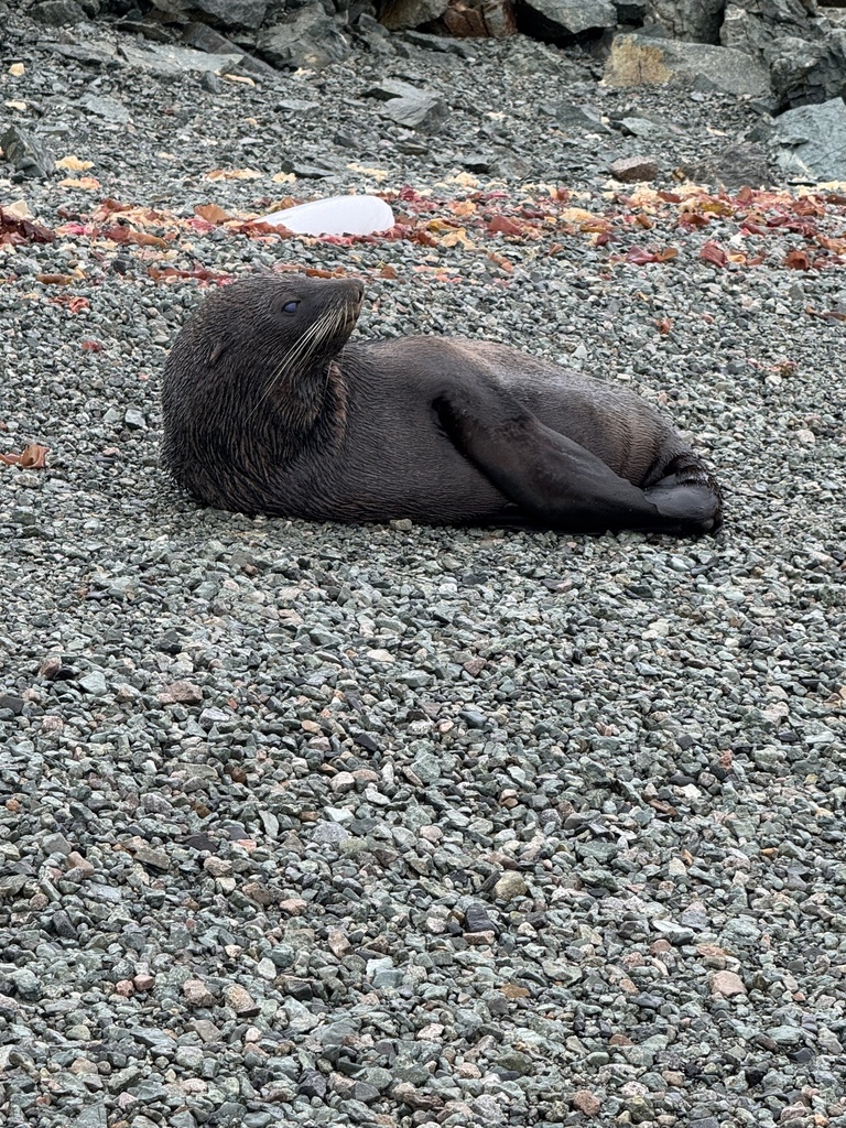 Antarctic fur seal resting on a gravel shore at Danco Island