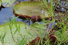 Victoria amazonica