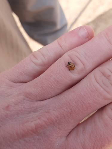 Eleven-spotted Ladybird Beetle