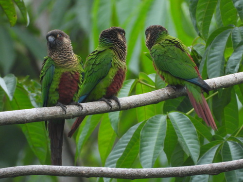 Bonaparte's Parakeet (Pyrrhura lucianii), photo 8