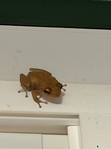 Eleutherodactylus coqui observed 2026-03-08