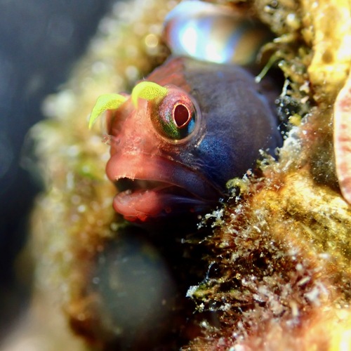 Angel blenny (Coralliozetus angelicus) — Chaenopsidae — 2