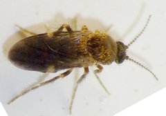 Forcipomyiinae