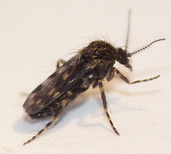 Culicoides antennalis