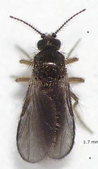 Forcipomyiinae