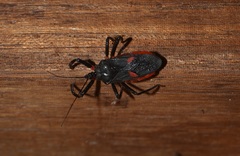 Micrauchenus lineola