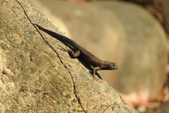 Sceloporus gadoviae