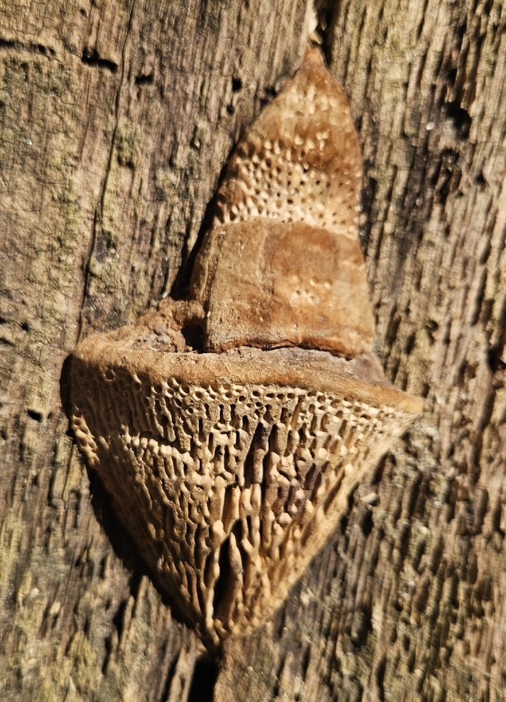 Fomitopsis quercina · March 2026 · photo: © lazar_zenit (iNaturalist, cc-by)