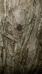 Stephanopis altifrons