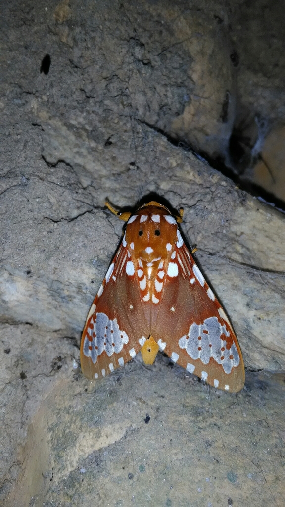 Rhipha flammans