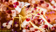 Allopontonia brockii