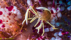 Allopontonia brockii