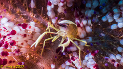 Allopontonia brockii