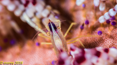 Allopontonia brockii