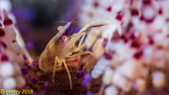 Allopontonia brockii