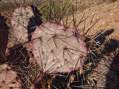 Opuntia azurea