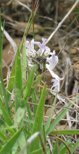 Cats Whiskers (Ocimum obovatum)