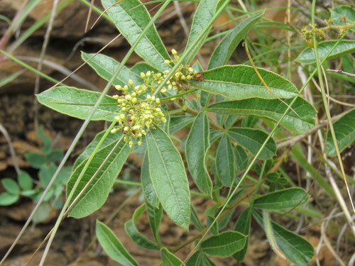 Harveys Currantrhus (Searsia harveyi)